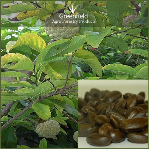 Custard apple seeds ( annona squamosa )